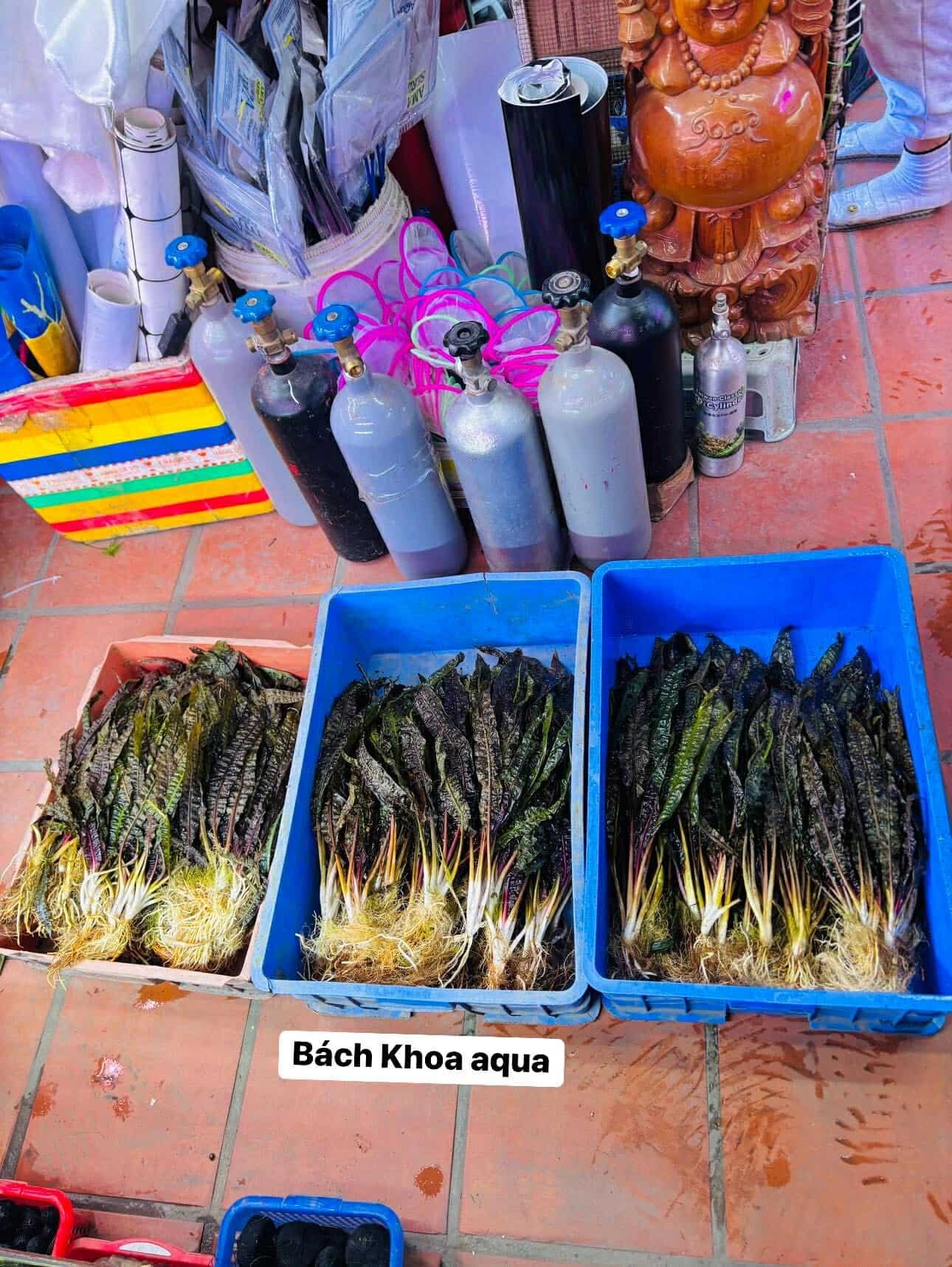 Cây Tiêu thảo khai thác suối siêu khỏe